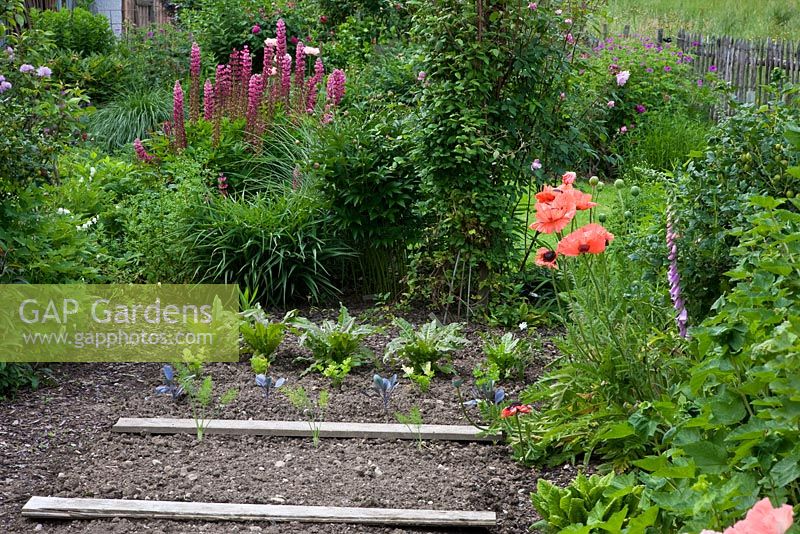 Vegetable patch with sorrel, freshly planted fennel, cabbage and celery among perennial borders of Foeniculum, Geranium psilostemon, Lupinus, Papaver orientale and Rumex acetosa  