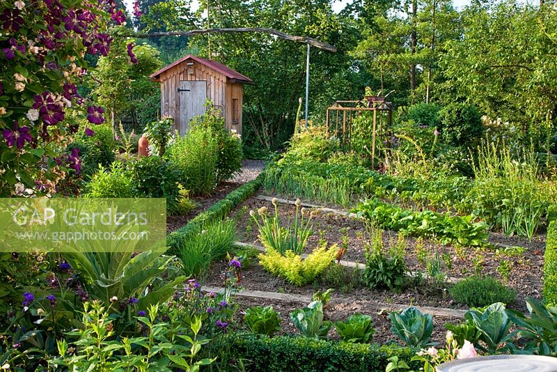 Vegetable rows surrounded by Buxus edging in a traditional styled rural garden in south Germany containing Rosa'Ghislaine de Féligonde' - Rambler Rose, Allium schoenoprasum, Clematis viticella 'Etoile Violette', Origanum 'Thumble's Variety', Tradescantia and Verbena 