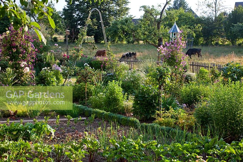 The private garden of garden designer Wolfgang Seethaler combines vegetables and flowers in a traditional style. Borders containing Rosa 'Ghislaine de Féligonde'- Rambler, Allium schoenoprasum, Buxus, Clematis viticella 'Etoile Violette', Clematis viticella 'Kaaru', Erigeron 'Mrs. Beale'and Origanum 'Thumble's Variety'