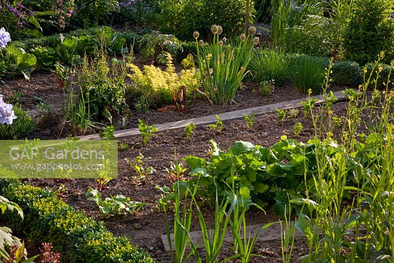 Vegetable garden with Origanum 'Thumble's Variety', Rumex acetosa, Allium schoenoprasum, celery, beetroot, radish and leeks planted in rows surrounded by Buxus - Box edging 