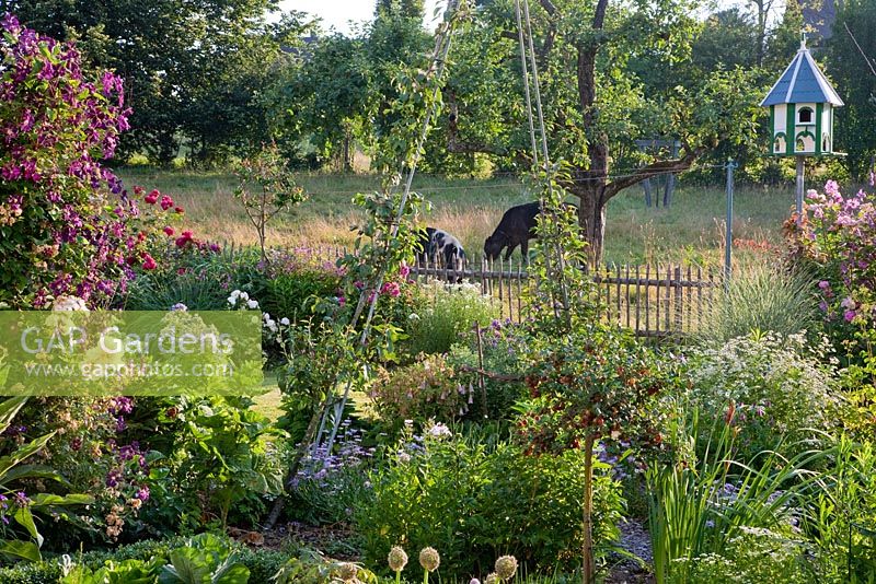 Garden designer Wolfgang Seebauer has planted perennials combined with Roses and Vegetables in a traditional rural style containing Rosa 'Ghislaine de Féligonde' - Rambler, Achillea ptarmica, Campanula lactiflora, Campanula punctata, Clematis viticella 'Etoile Violette', Clematis viticella 'Kaaru', Erigeron 'Mrs. Beale', Tanacetum parthenium and Tradescantia. In the background there is a pigeon house in a meadow with trees and grazing cows.'