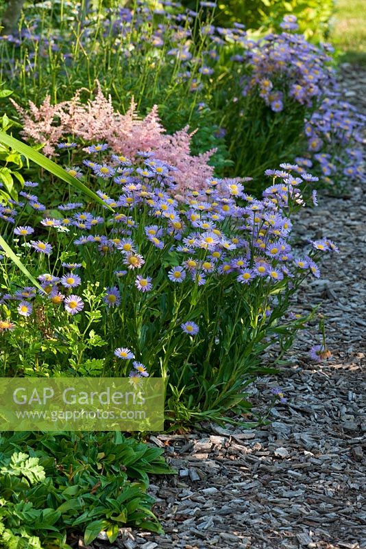 Border with Astilbe simplicifolia 'Praecox', Erigeron 'Mrs. Beale' with a mulched path