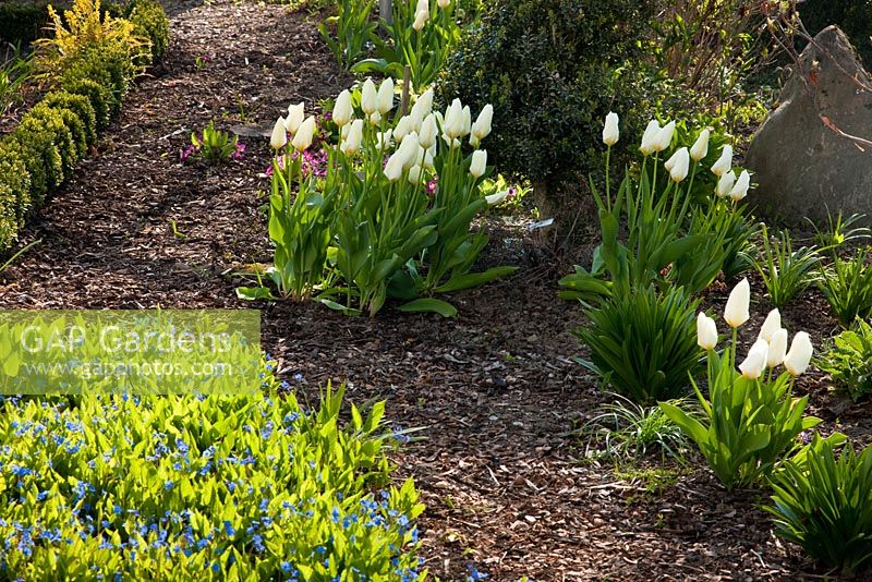 Next to a mulched pathway, Tulipa fosteriana 'Purissima', a low clipped Buxus -  Box hedge and Myosotis - Forget-me-nots 