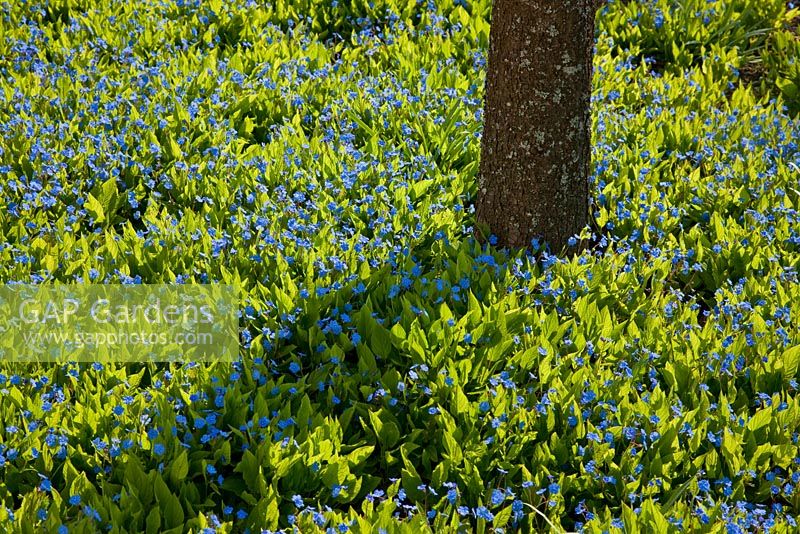Tree trunk rising from a blue carpet of creeping Myosotis - Forget-me-nots