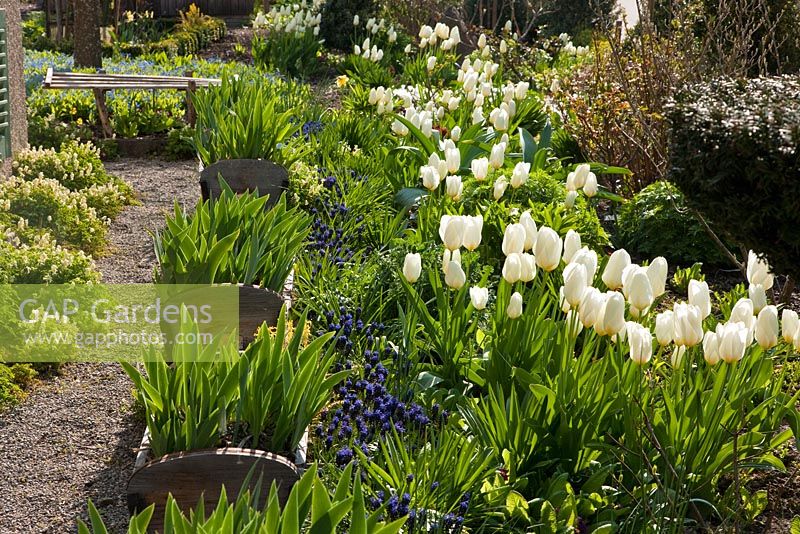 Irises in wooden containers on a gravel pathway lined with Muscari - Grape Hyacinths, Corydalis and Tulipa fosteriana 'Purissima'