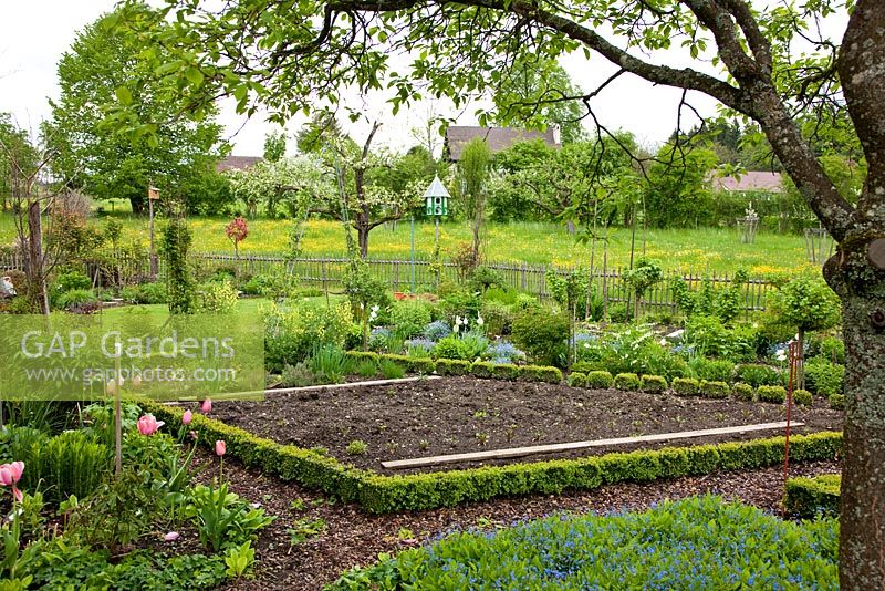Vegetable patch edged with boxes, edible plants and flowers are combined on a formal layout. Mulched pathways divide the garden. Allium schoenoprasum, Buxus, Lamprocapnos spectabilis 'Alba', Malus, Myosotis, Omphalodes verna, Rumex acetosa, Tulipa