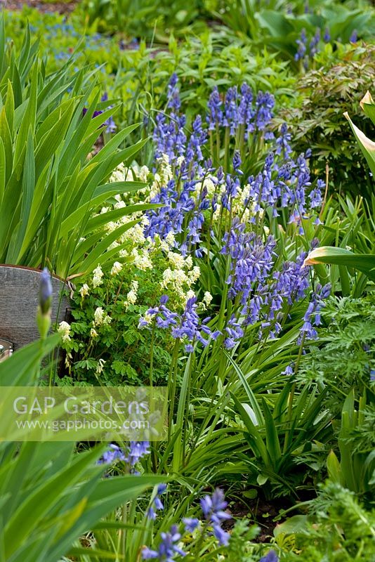 Bluebells and corydalis with iris foliage