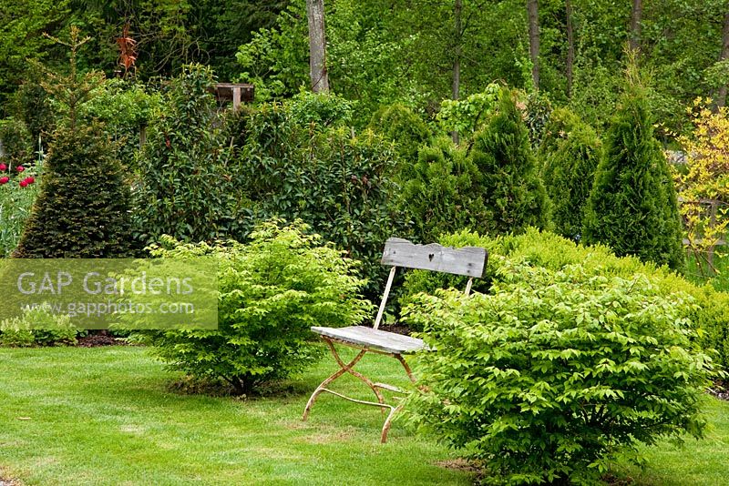 Rustic wood and iron garden bench next to Euonymus alatus and in the background a mixed evergreen hedge containing Chamaecyparis, Taxus and Prunus laurocerasus 