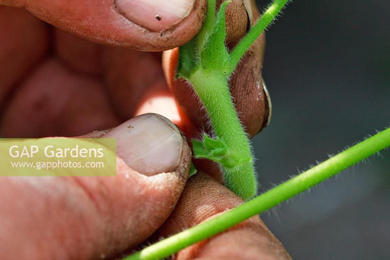 Stipules are carefully removed from Pelargonium cuttings
