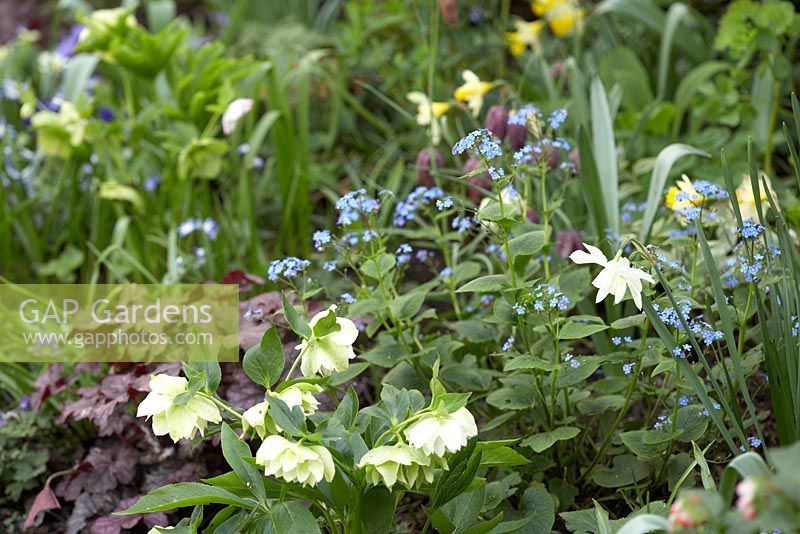 Town garden spring border with Hellebores, Brunnera, Heuchera, Narcissus 'Topolino' and Narcissus 'Thalia' 
