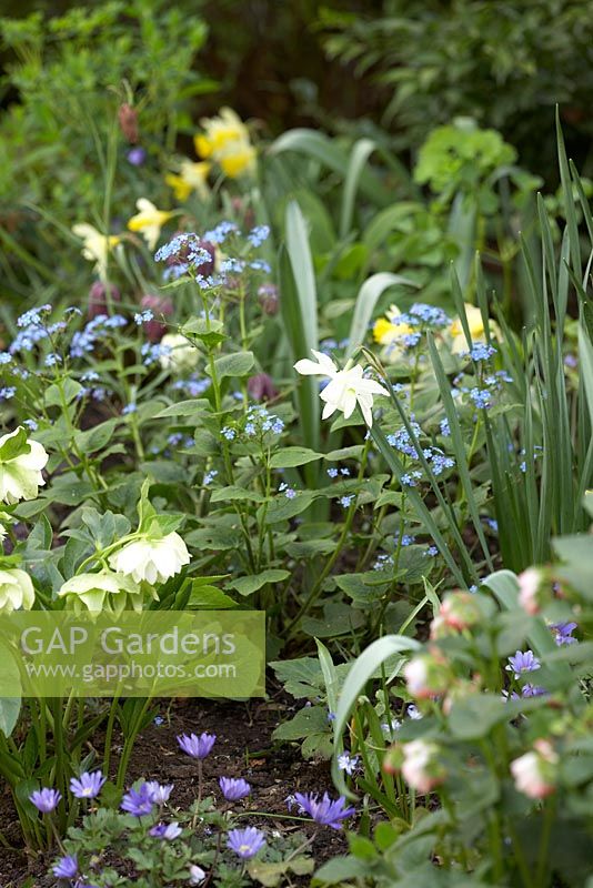 Town garden spring border with Hellebores, Brunnera, Anemone blanda, Narcissus 'Topolino' and Narcissus 'Thalia'.