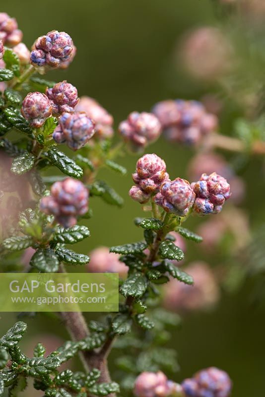 Ceanothus impressus 'Puget Blue' with flower buds about to open.