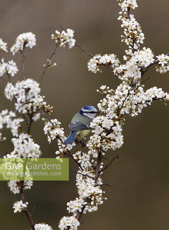 Parus caeruleus -  Blue tit looking for food in Blackthorn blossom