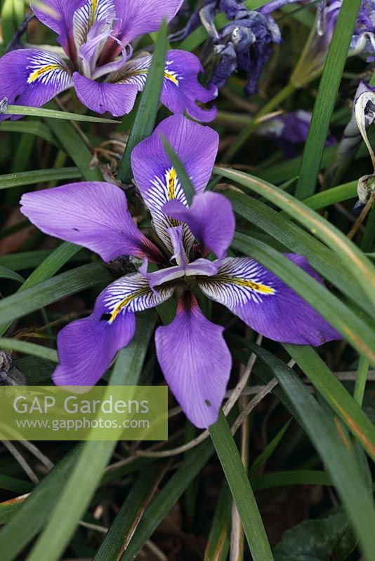 Iris unguicularis close up of flowers