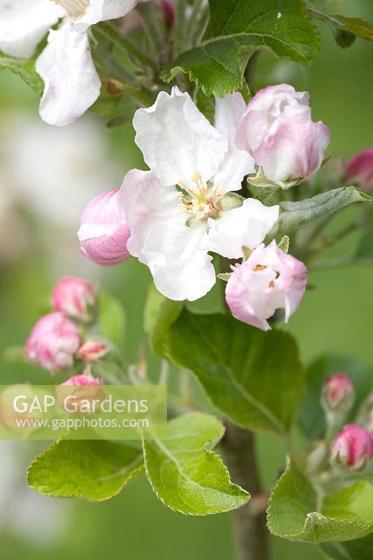 Malus 'Newton Wonder' - Apple blossom