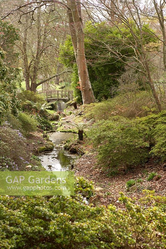 Stream running through woodland with small footbridge in distance - Exbury Gardens