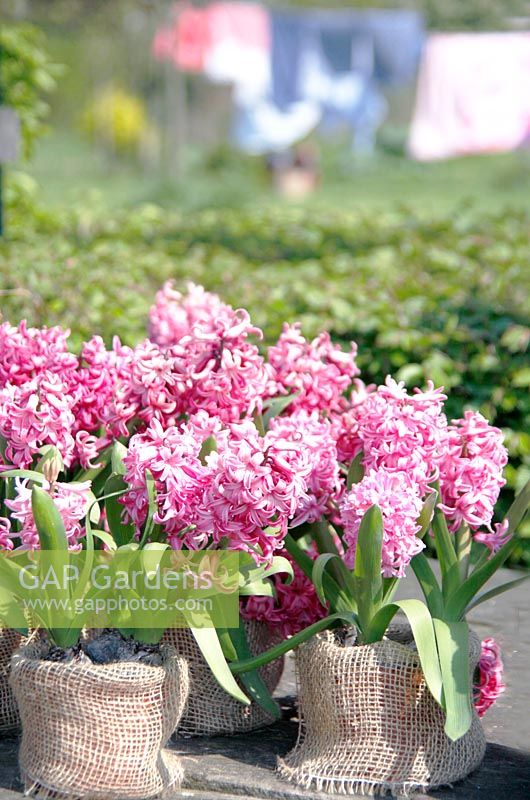 Display of pink Hyacinths in hessian containers at Bed and breakfast de Lievendael in Velp ,Brabant, Holland