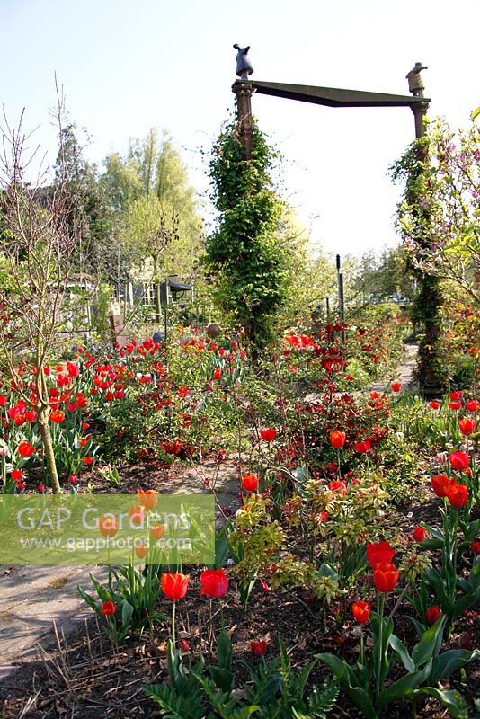 Spring garden with beds of red Tulips at Bed and breakfast de Lievendael in Velp, Brabant, Holland