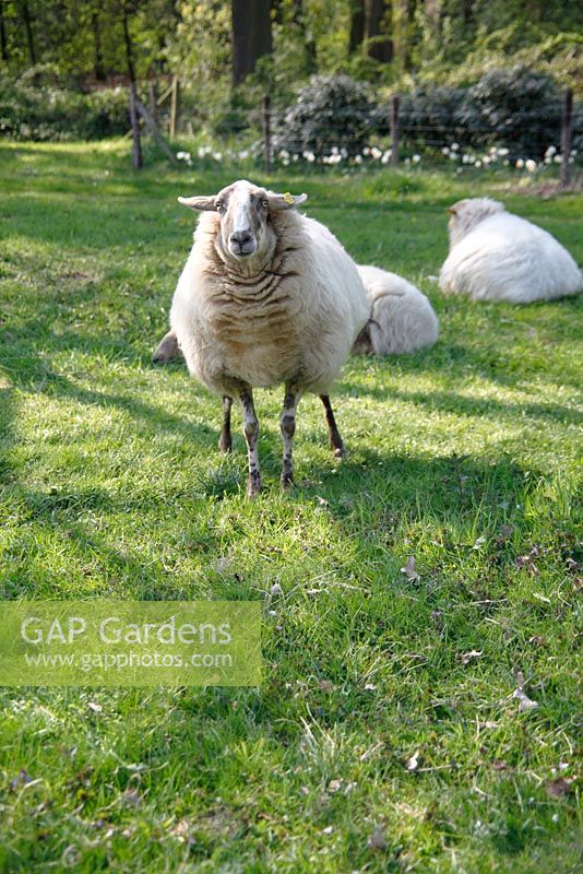 Sheep in field at Bed and breakfast in Velp, Brabant, Holland