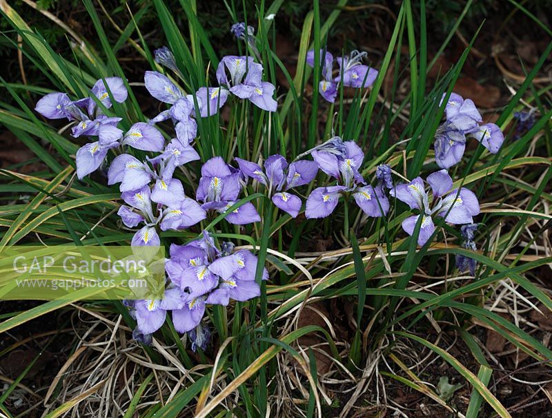 Iris unguicularis plants in flower