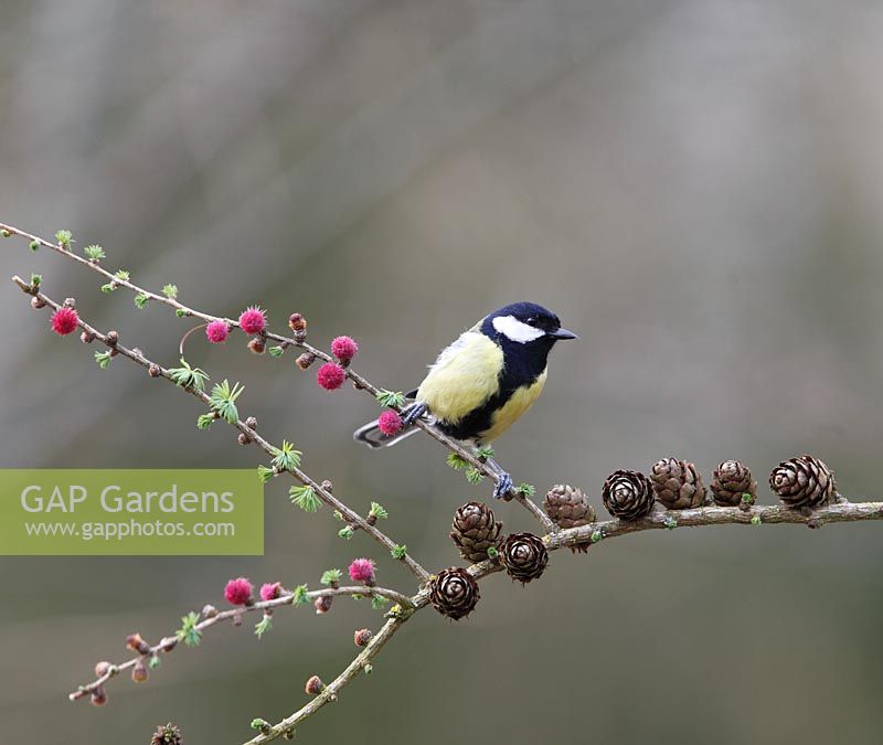 Parus major - Great tit perching on Larch branch