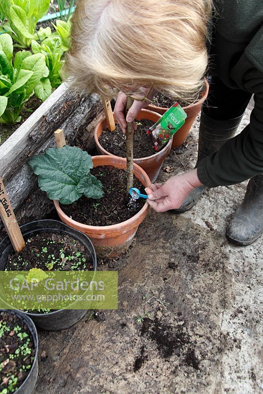 Feeding pot grown rhubarb make a hole in the soil close to the plant and add granular fertilizer