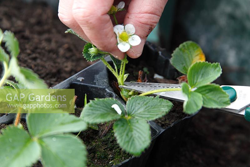 Remove the flowers from young strawberry plants to allow the plant to bulk up