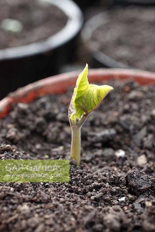 Phaseolus vulgaris - Runner bean young plant just breaking through soil 