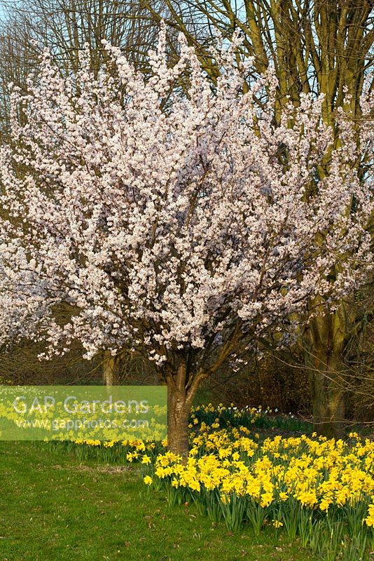 Prunus 'Pandora' underplanted with Narcissus 'Texas' at the RHS Garden Wisley, Surrey
