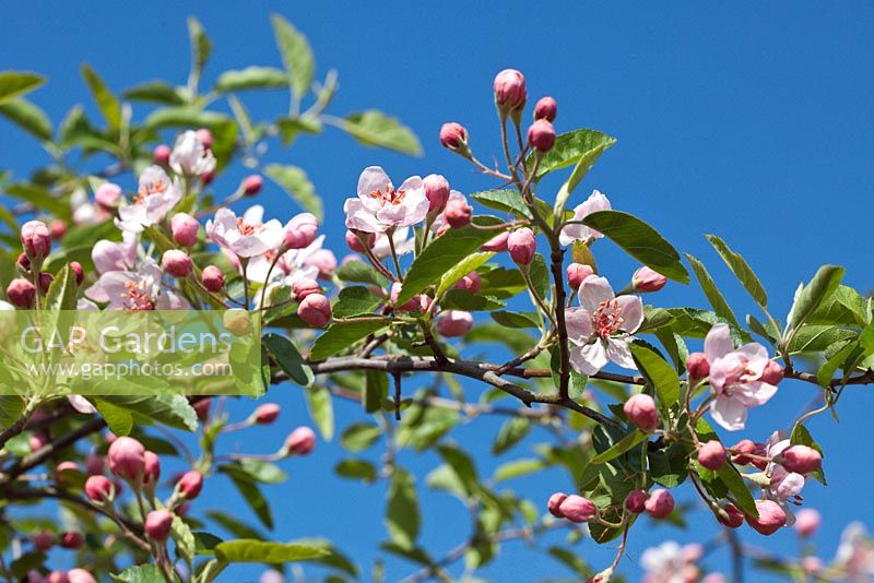 Malus ioensis blossom in spring