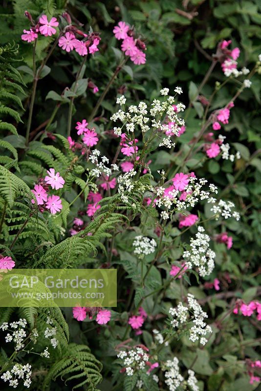 Red Campion - Silene dioica with Cow Parlsey - Anthriscuis sylvestris and Athyrium filix-femina - Lady Fern