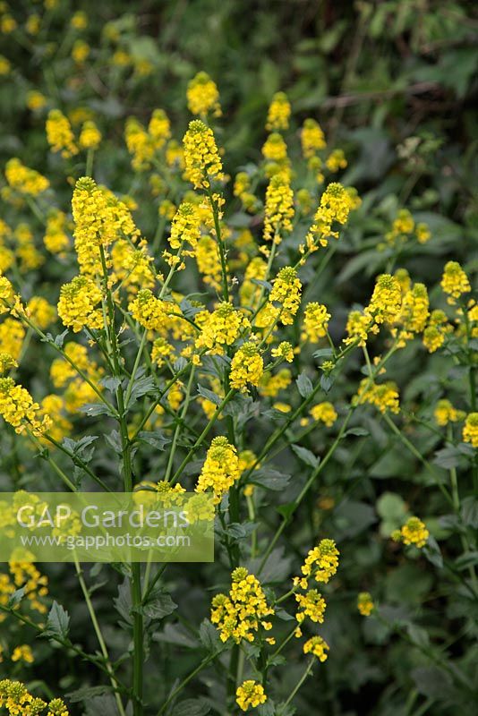 Common Winter Cress or Yellow Rocket - Barbarea vulgaris