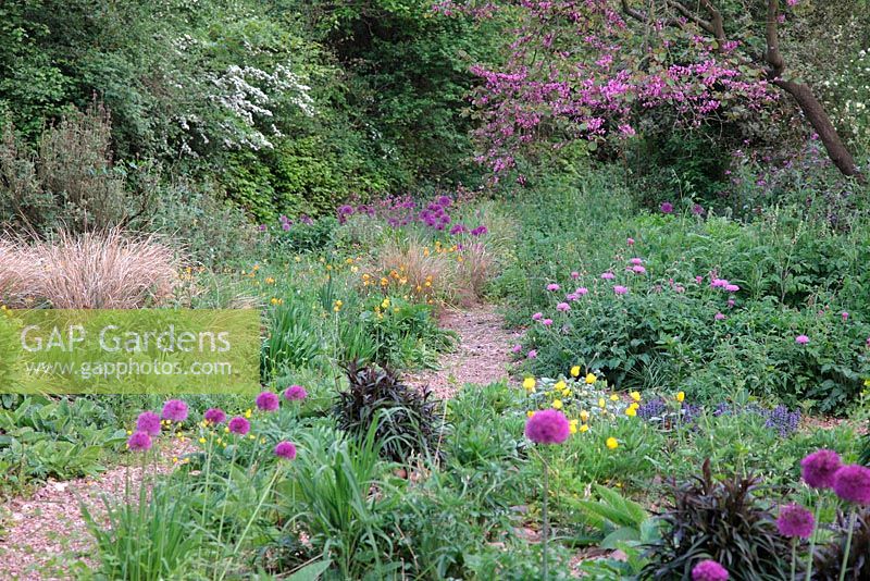 Naturalistic plantings in Holbrook Garden - early May with Allium hollandicum 'Purple Sensation' AGM, Centaurea 'John Coutts' and Cercis siliquastrum AGM - at dusk