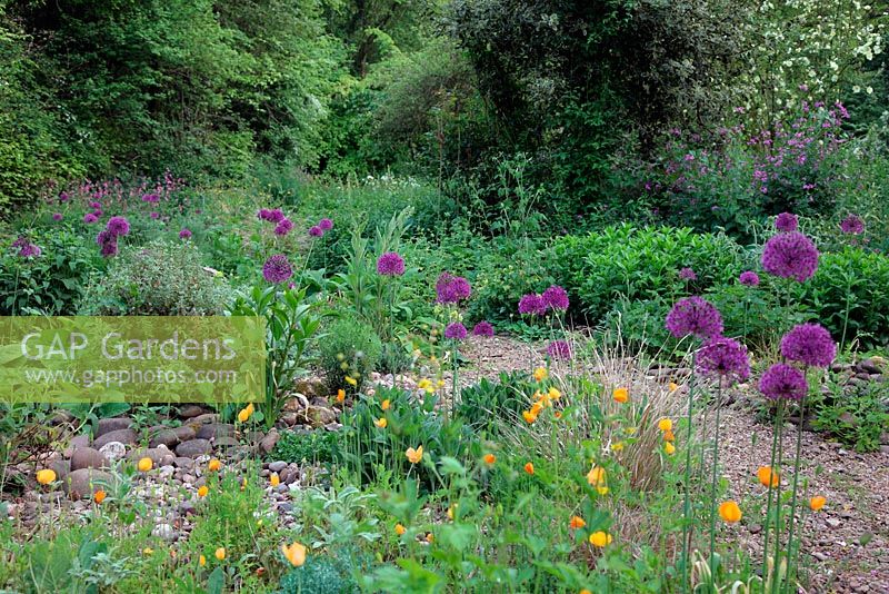 Naturalistic plantings in Holbrook Garden - early May with Allium hollandicum 'Purple Sensation' AGM, Centaurea 'John Coutts' - at dusk