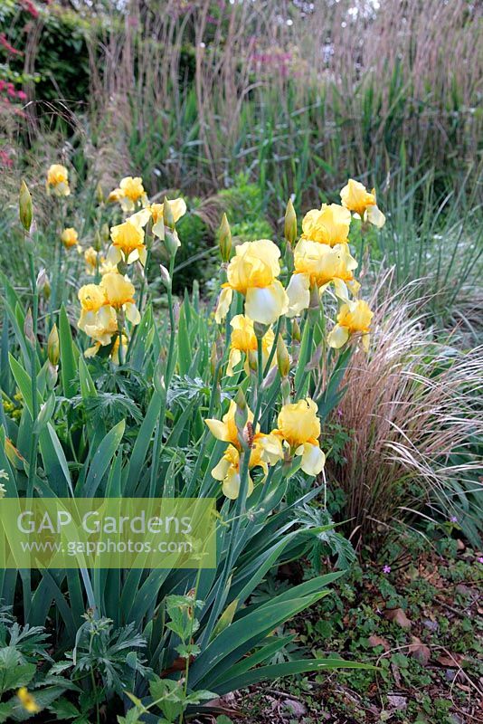 Iris 'Pale Primrose' - Tall Bearded Iris