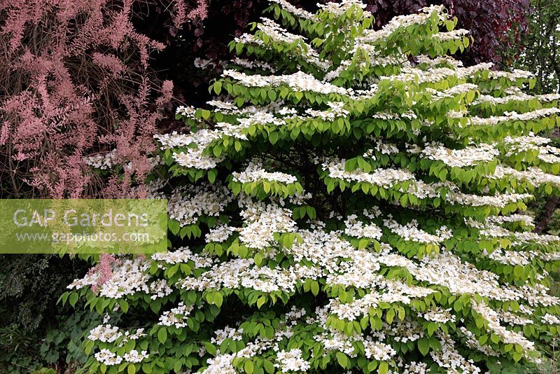 Viburnum plicatum f. tomentosum has distinctive tiered brances covered in blossom during spring