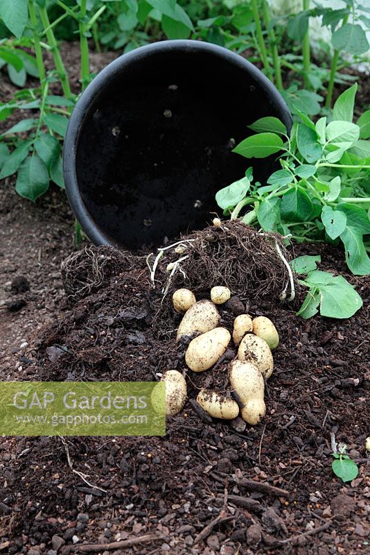 New Potato variety 'Arran Pilot' planted in 20 litre pot 22 February and harvested 10 May