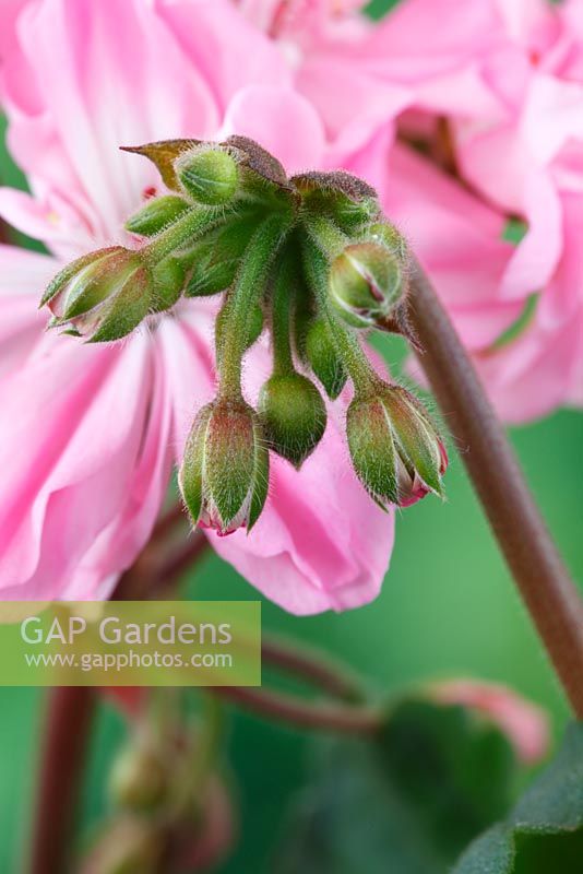 Pelargonium 'Claydon'  - Geranium  Dwarf Double Flower buds  