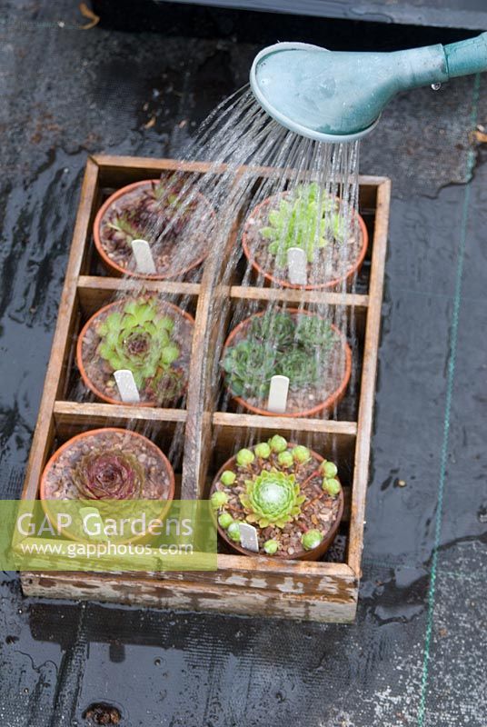 Watering newly repotted mixed Sempervivum in clay pots within wooden box