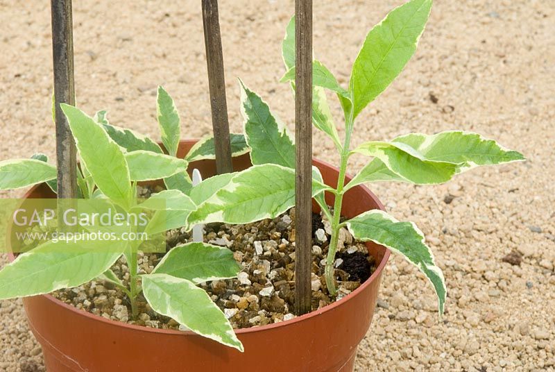 Variegated Buddleia cuttings in pot with wooden stick supports and vermiculite