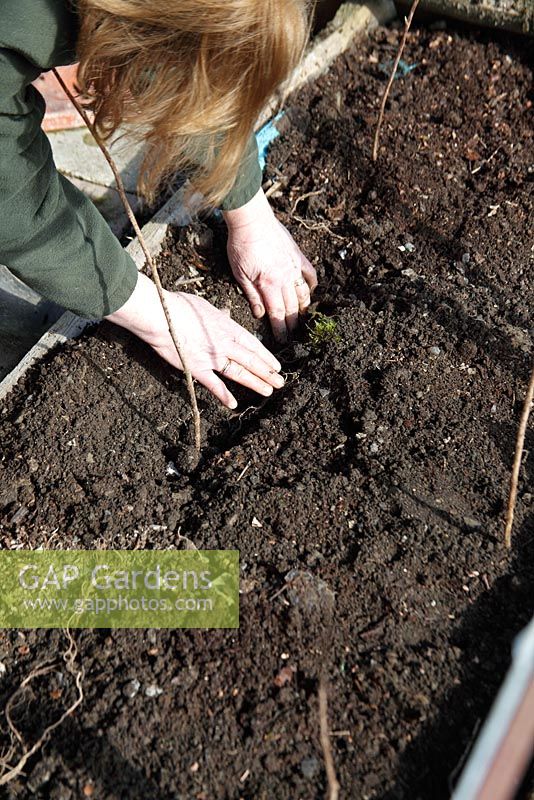 Rubus idaeus  - Raspberry planting bare rooted plants - arrange roots in trench