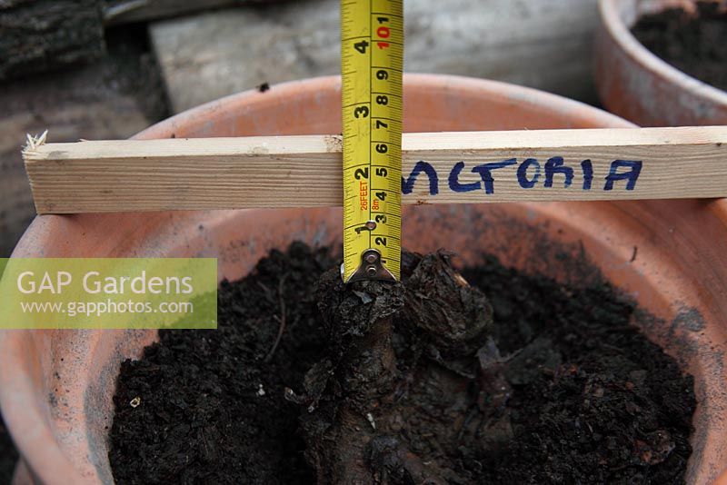 Planting rhubarb crown in a pot - check planting depth is about 30mm below surface