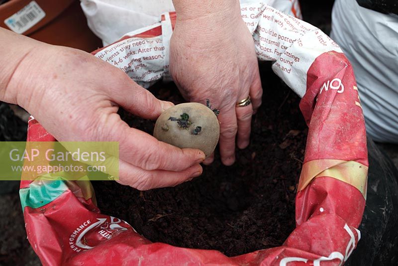 Planting potatoes in poly bags - place potato on soil in partially filled bag
