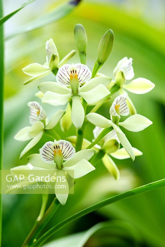 Encyclia radiata. Scented orchid