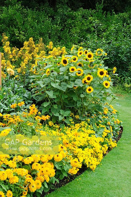 Yellow bedding scheme with Rudbeckias, calceolarias and Sunflowers