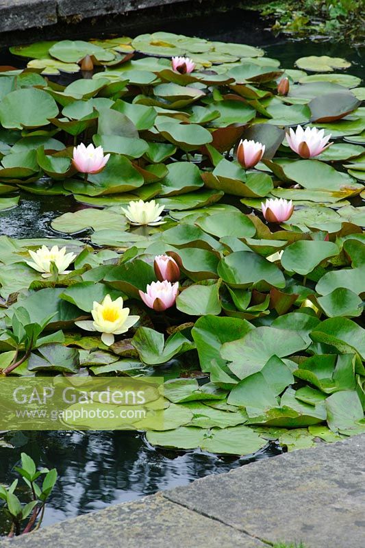 Nymphaea - Water Lilies