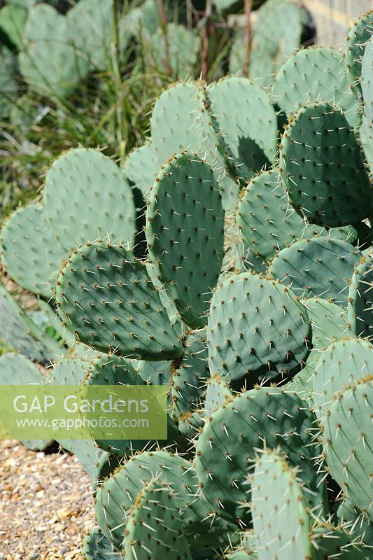 Opuntia engelmanii var. lindheimeri - Cow's Tongue Cactus