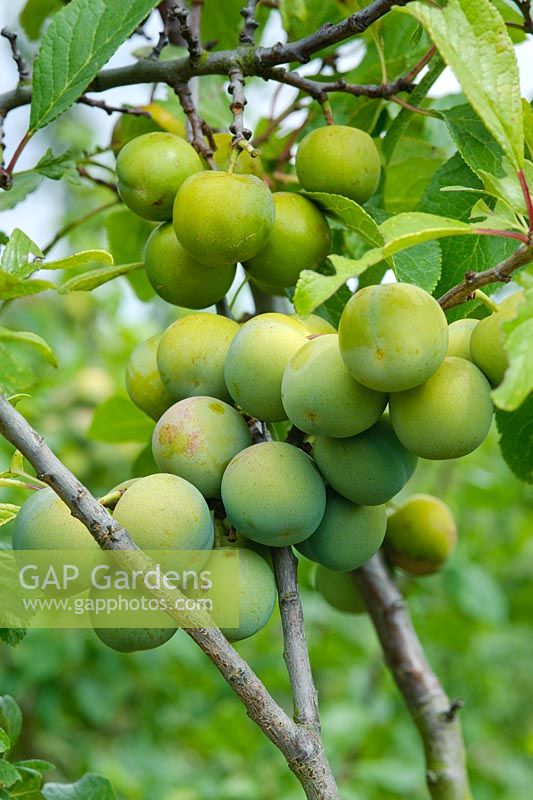 Prunus domestica 'Cambridge Gage'