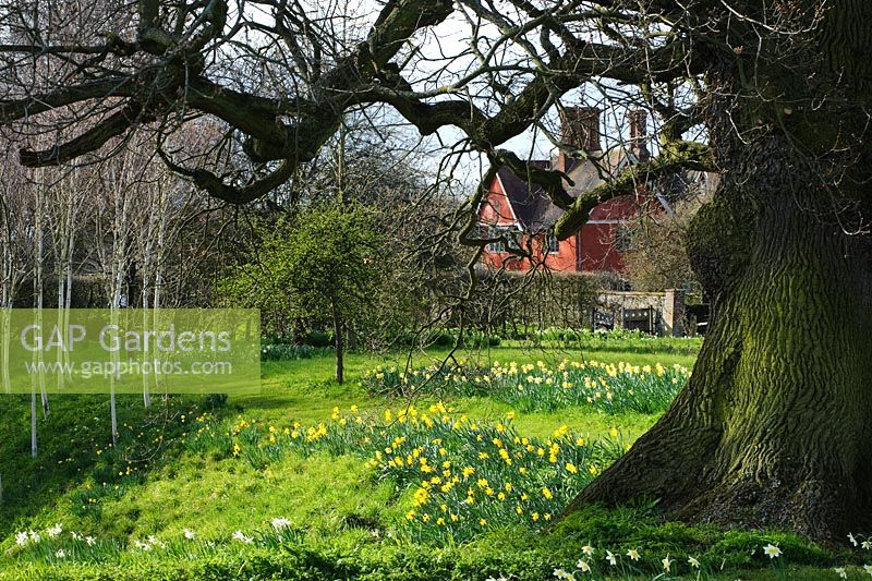 Ancient Oak tree framing view of meadow with naturalised Narcissus - Wyken Hall, Suffolk