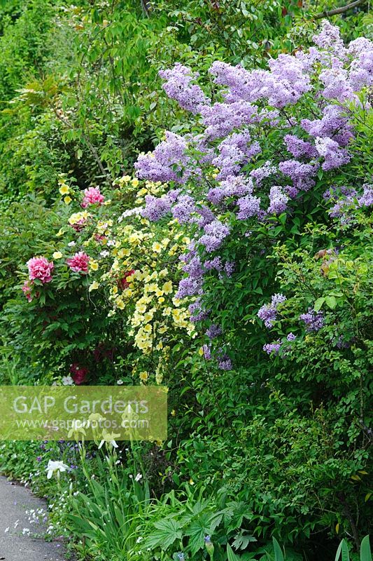 Lilac, Rosa xanthina 'Canary Bird' and tree peonies in mixed border. The Crossing House, Shepreth, Cambridge